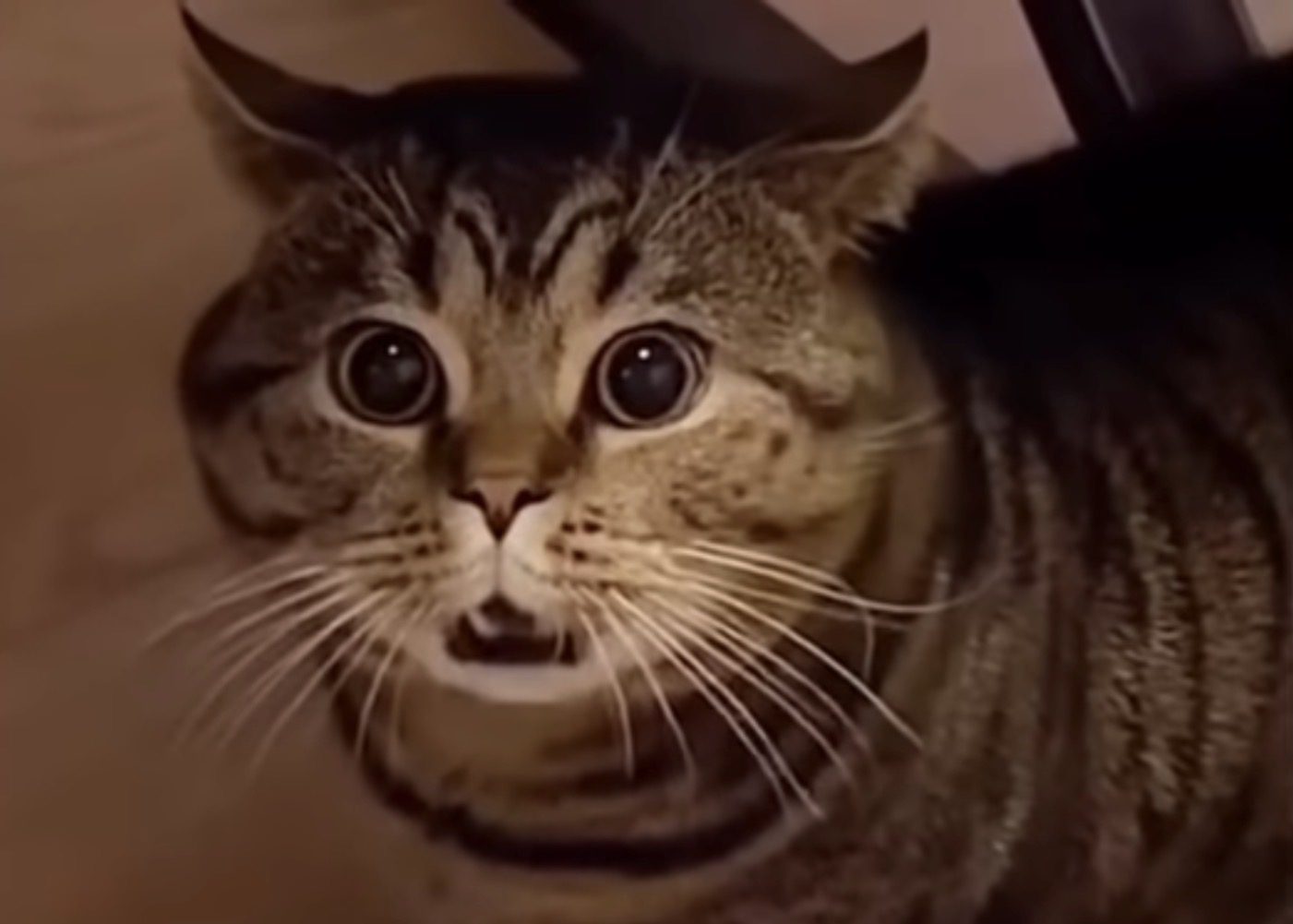 Чому кішки просяться до господарів у ванну