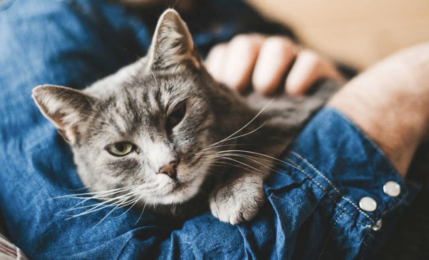 Чому коти люблять витоптувати лапками господаря