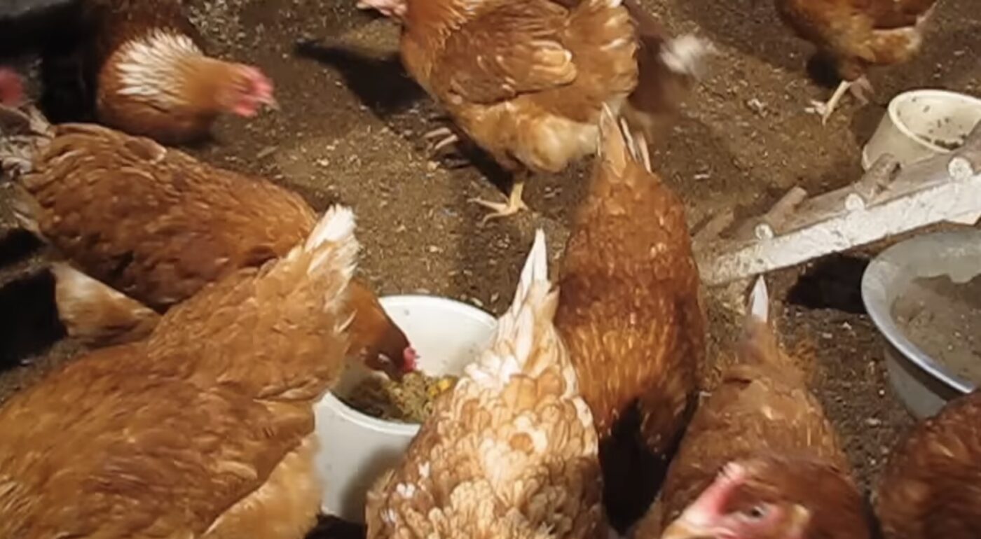 Яка підстилка найкраще гріє в курнику