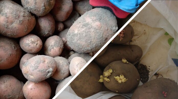 Картоплю зберігаю за правилом “1 до 1”: лежить по 9 місяців без ознак псування Як зберігати картоплю без псування