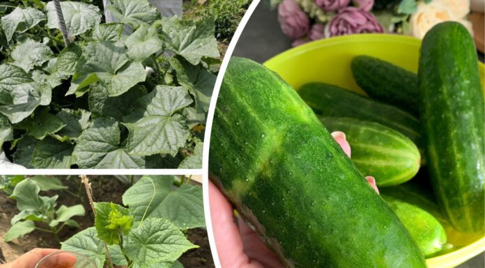 “Вигризла” у сусідки секрет: кращі сорти огірків для зимового посіву у 2026 році Які сорти огірків дають найсмачніший урожай