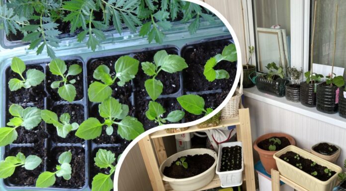 Коли сіяти розсаду в 2026 році