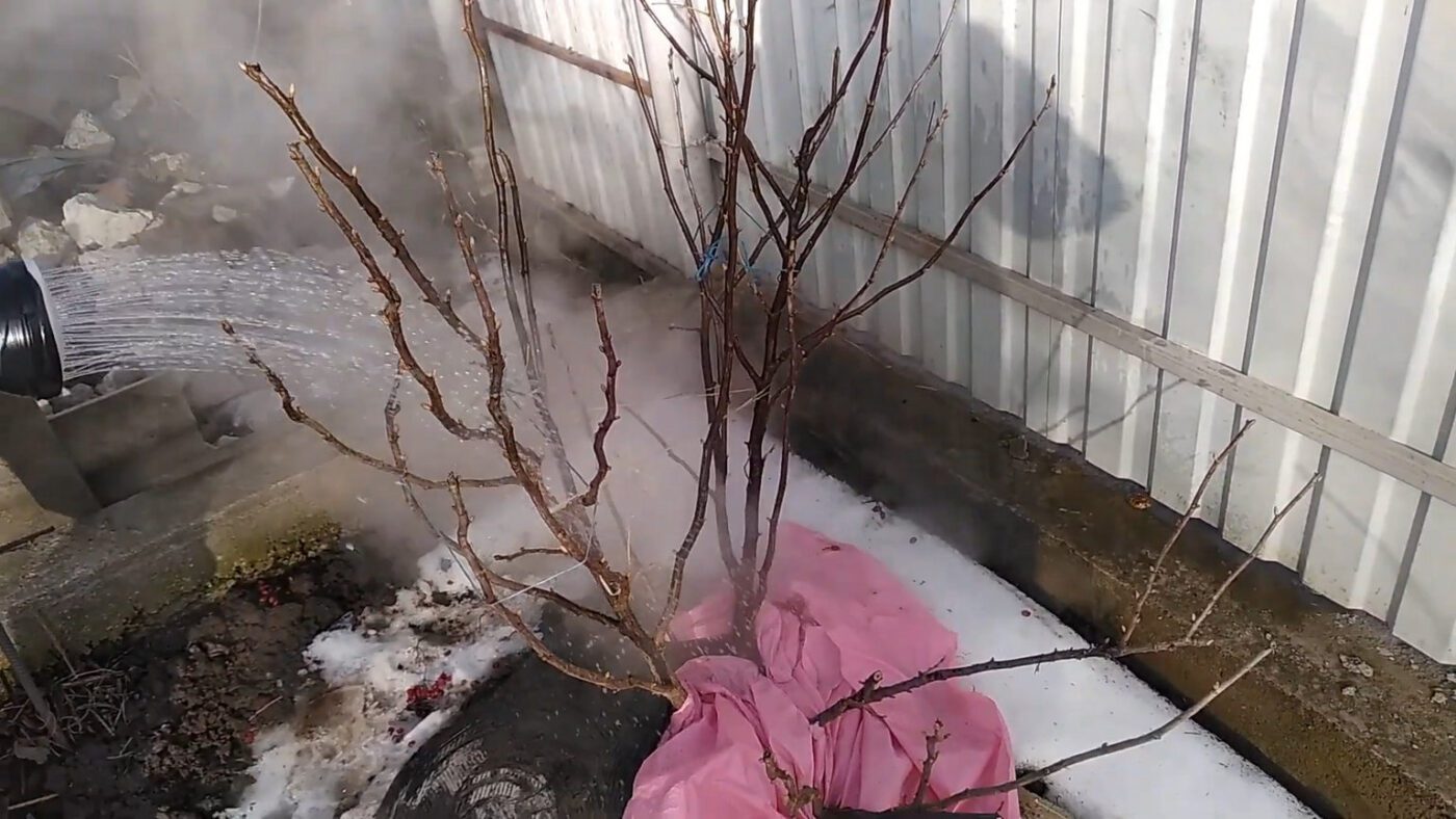 Обробка смородини окропом від шкідників та хвороб