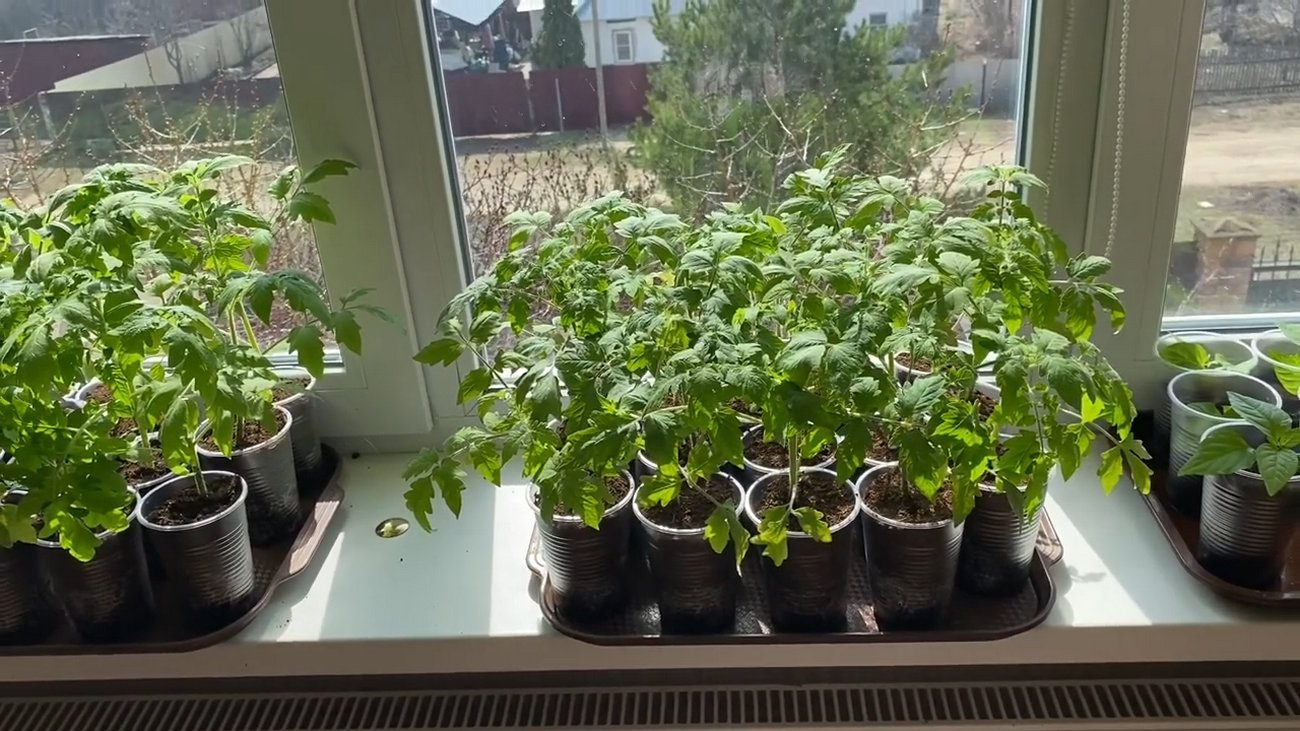 Як виростити міцну розсаду томатів Як виростити міцну розсаду томатів