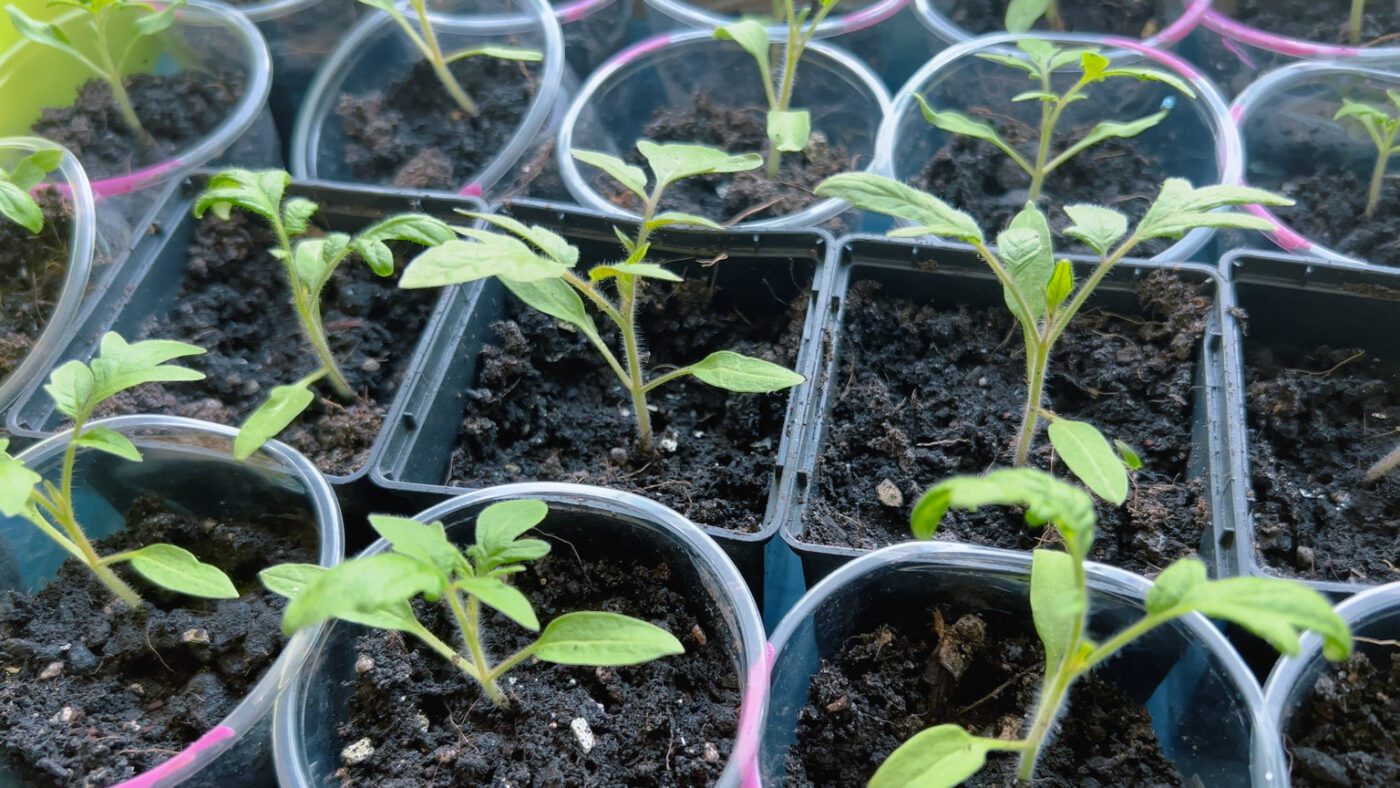 Вирощування міцної розсади з фітолампами та природним освітленням