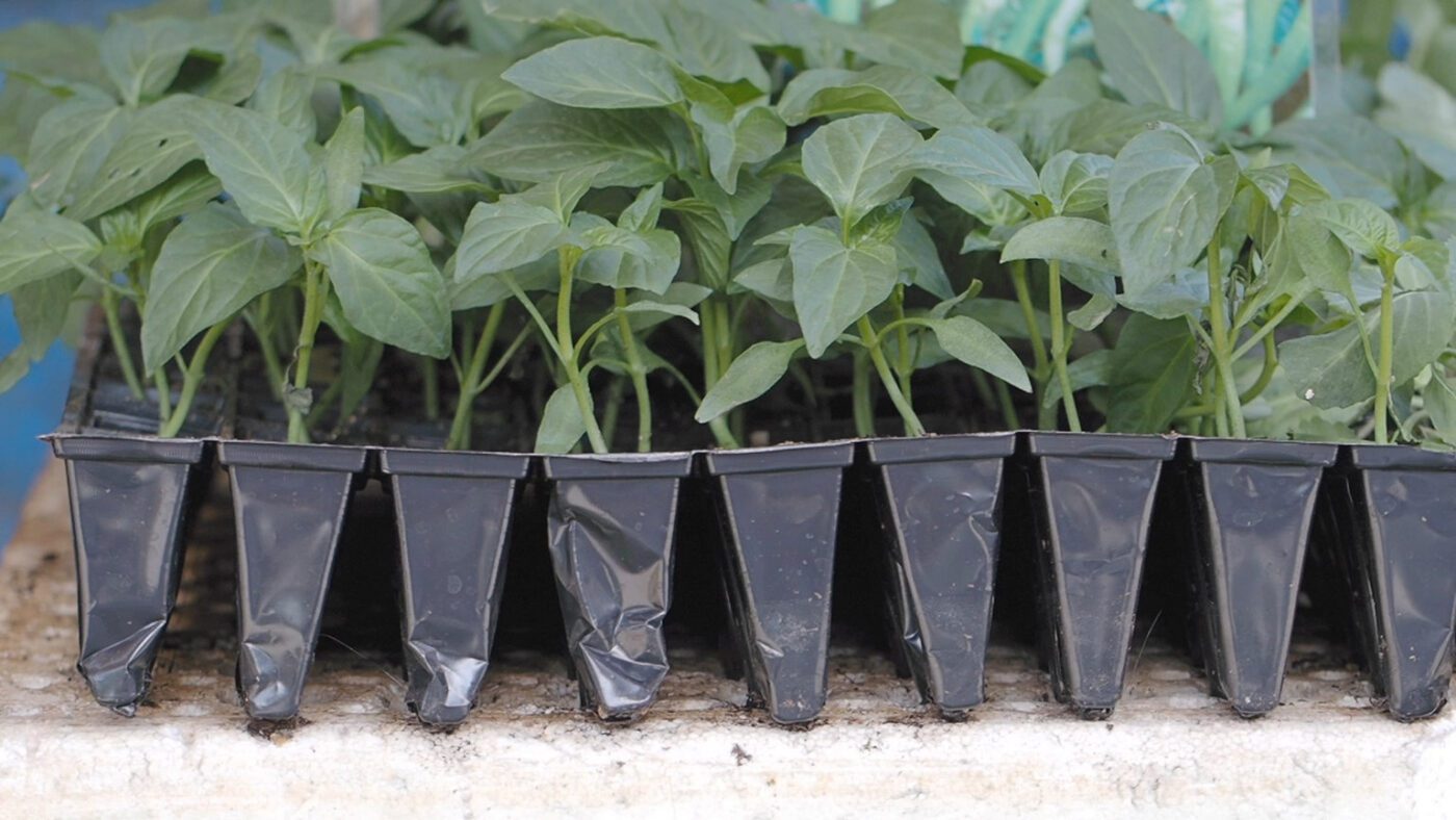 Вирощування міцної розсади з фітолампами та природним освітленням