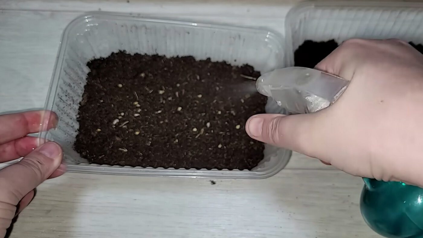 Як виростити міцну розсаду томатів без витягування рослинок