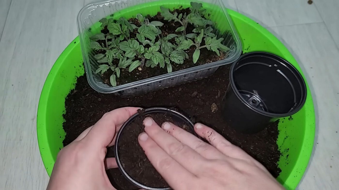 Як виростити міцну розсаду томатів без витягування рослинок