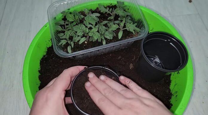 Додаю по 1 гранулі в стаканчик – і розсада томатів не витягується, а росте міцна та зелена Агрономи розповіли, як виростити міцну розсаду томатів