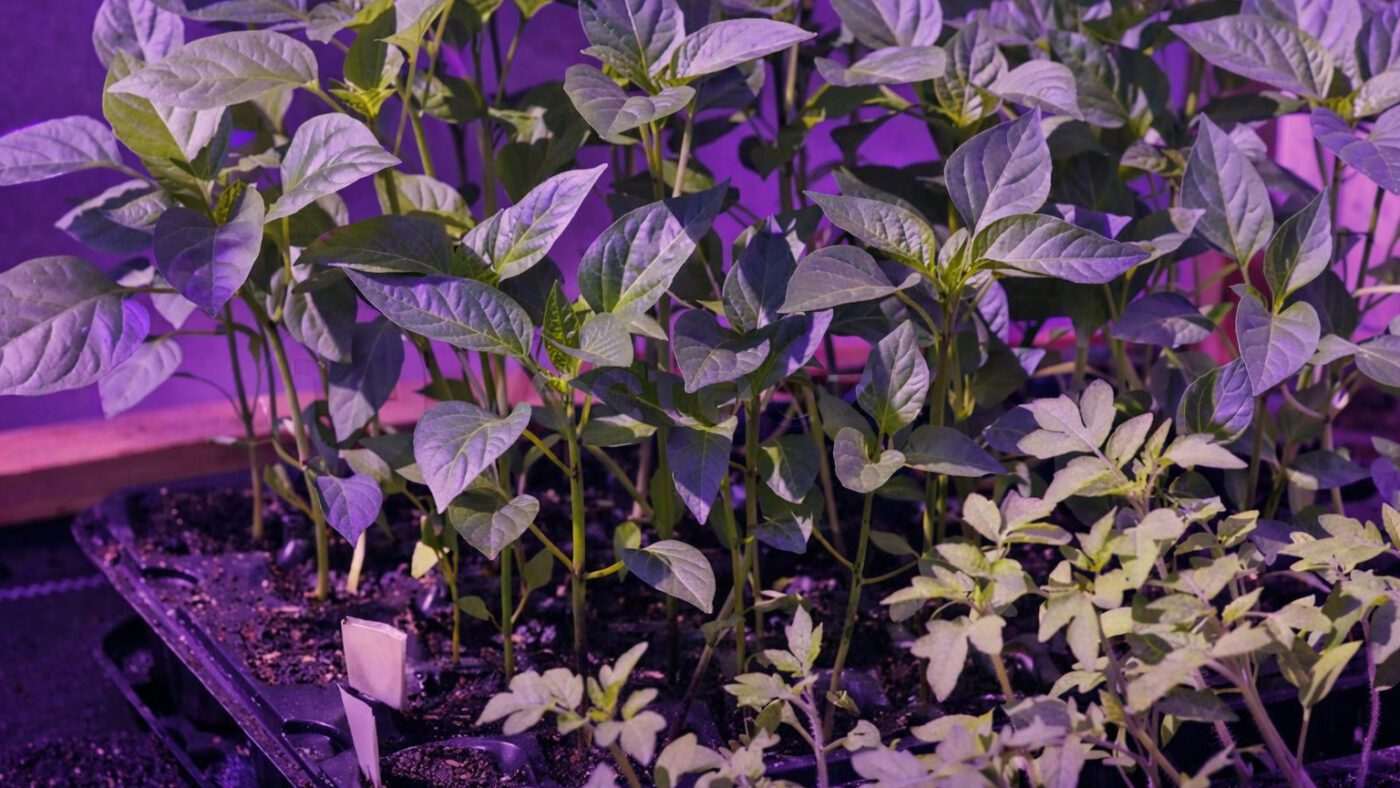 Вирощування міцної розсади з фітолампами та природним освітленням