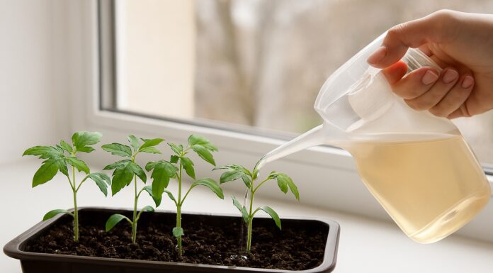 Перша підкормка для розсади на підвіконні: додаю ось такі 2 краплі, і стебла стають товстими, як олівці Коли й чим уперше підживлювати розсаду на підвіконні