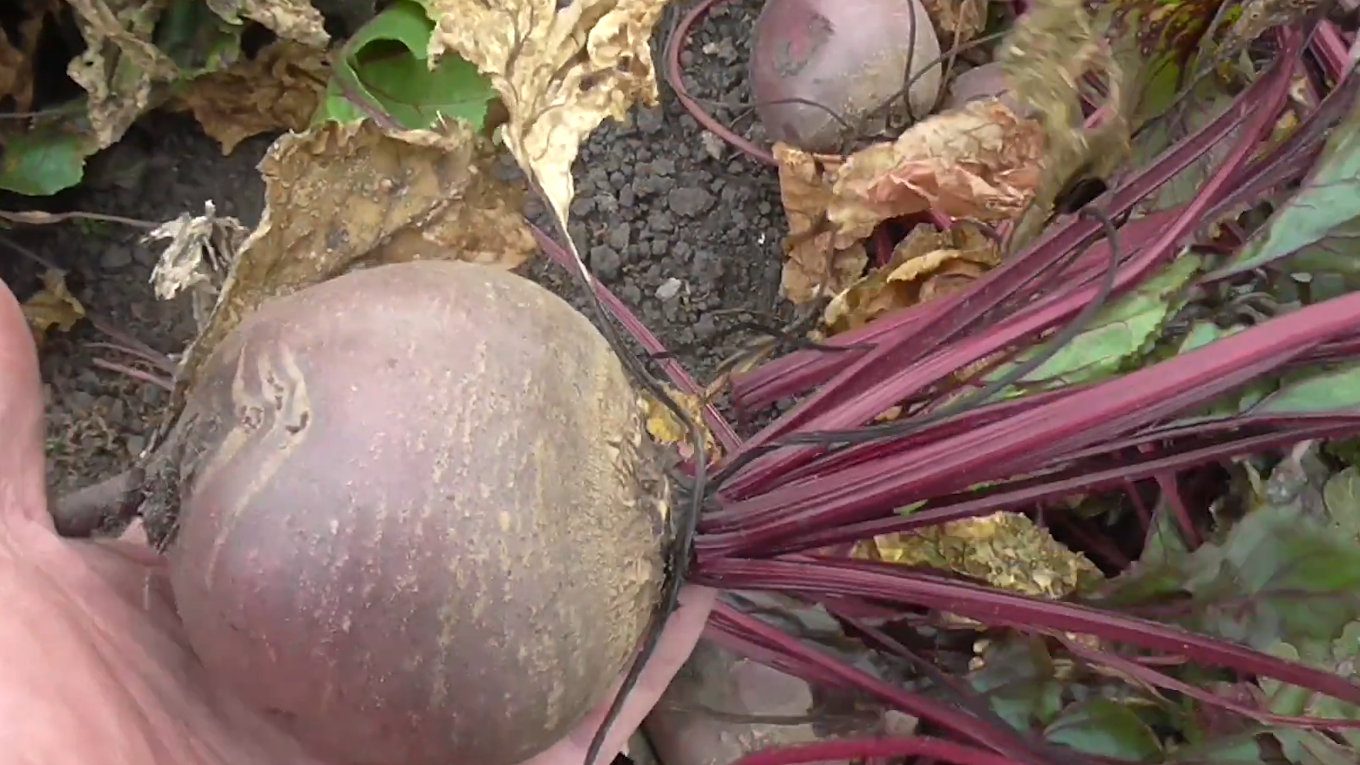 Фермери назвали найсмачніші сорти буряка, які можна виростити на своєму городі