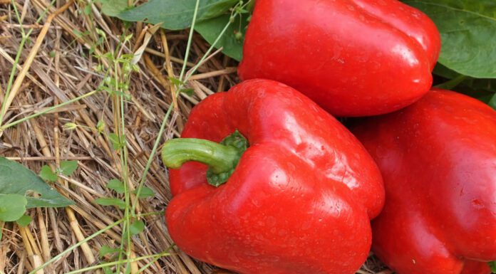 Агрономи назвали сорт перцю, який має дуже низьку врожайність. Фото: скриншот з відео