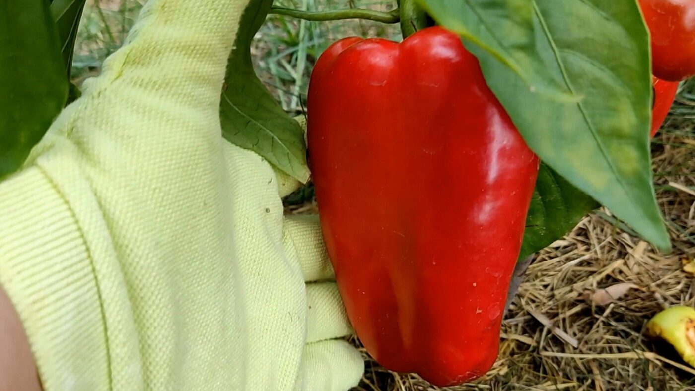Урожайні та стійкі сорти перцю для відкритого ґрунту