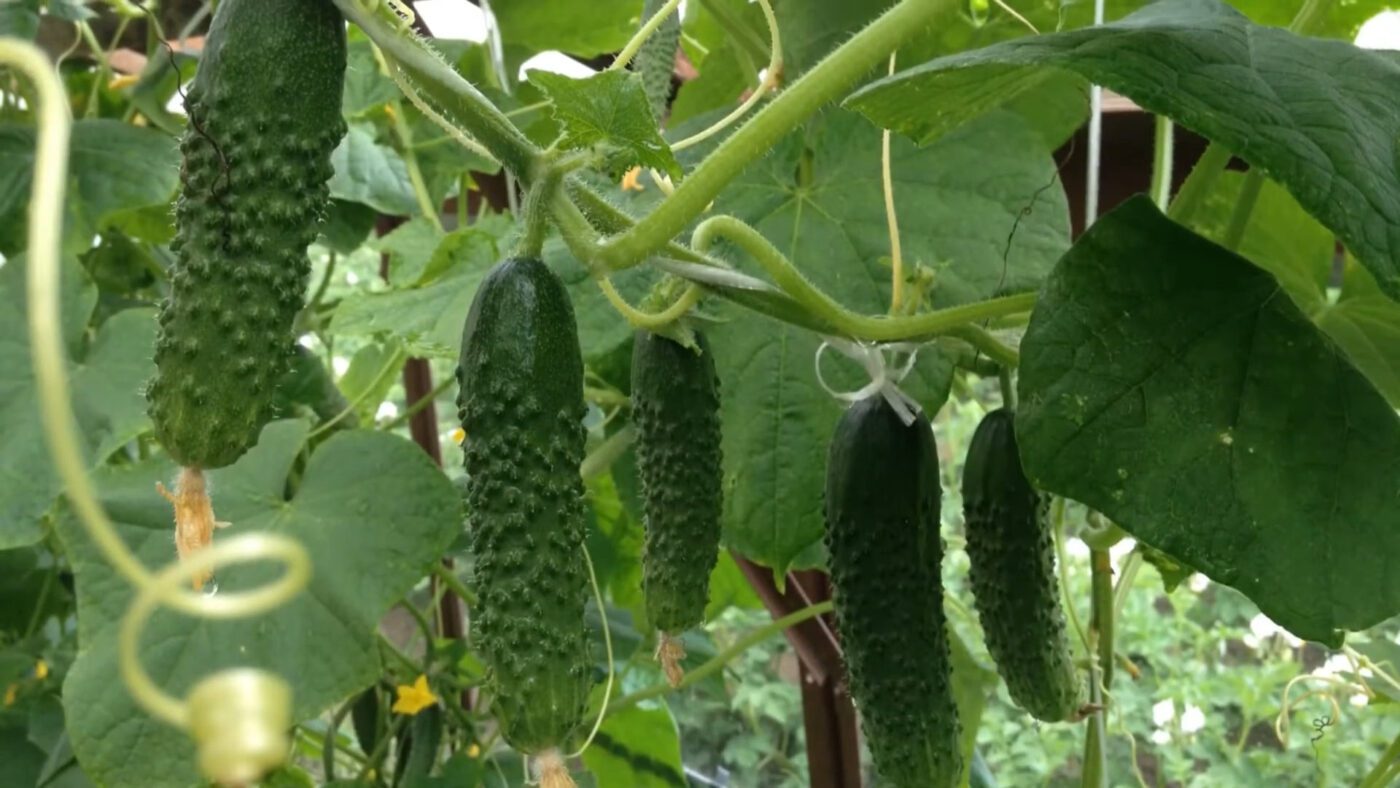Городники назвали 2 сорти огірків із дуже високою врожайністю