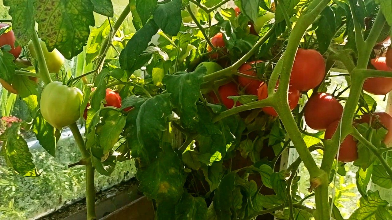 Агрономи назвали 4 невибагливі сорти томатів з найбільшою родючістю