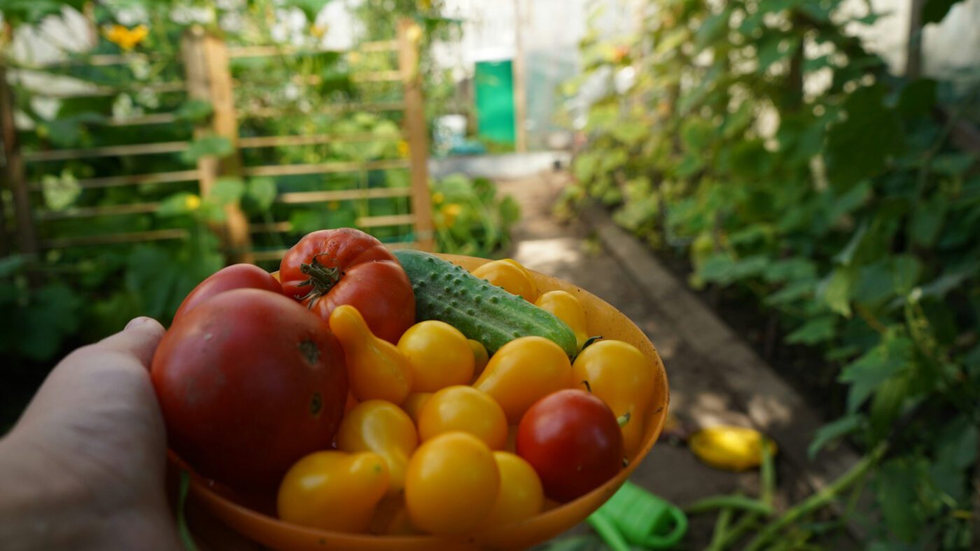 Агрономи пояснили, як обирати вдалі сорти огірків і помідорів у 2026 році