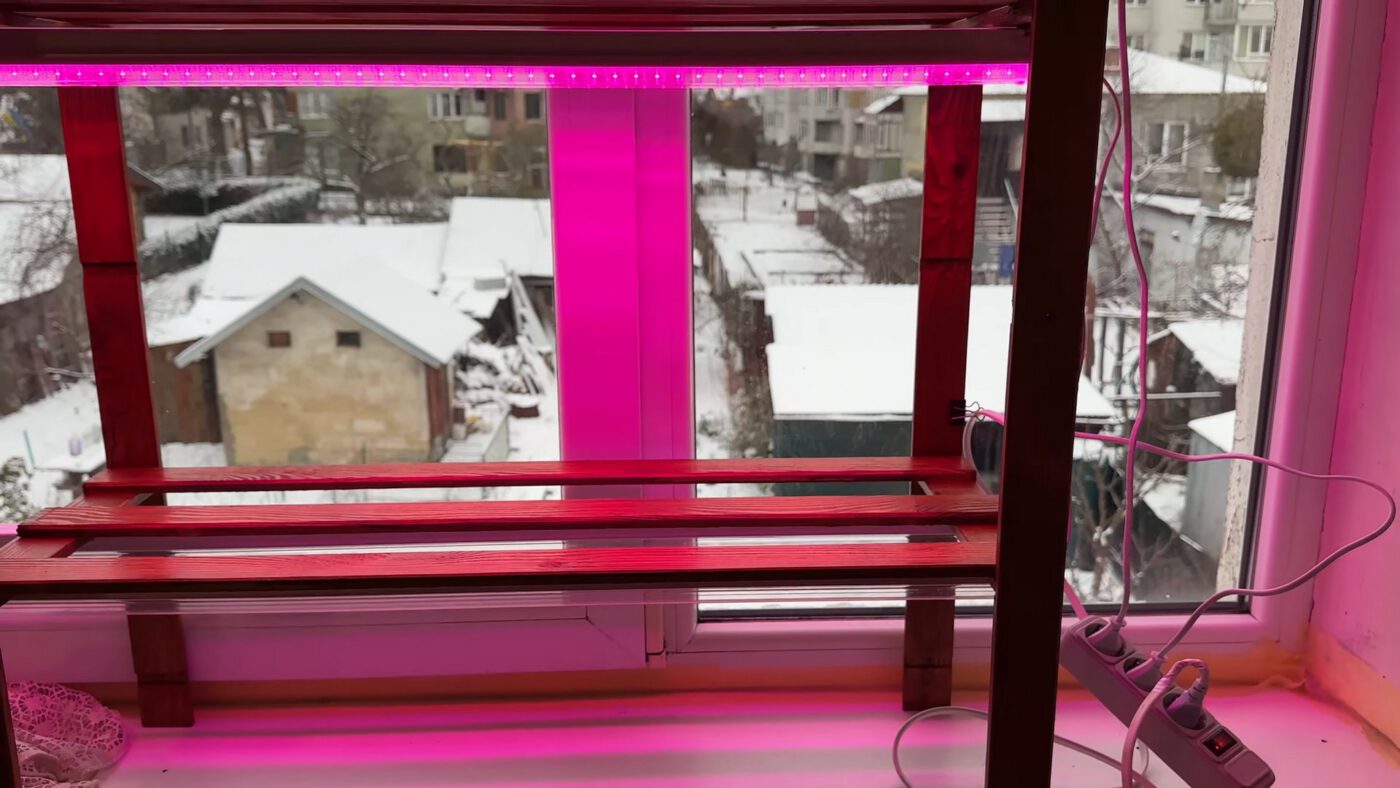 Фермери показали правила вирощування розсади на підвіконнях