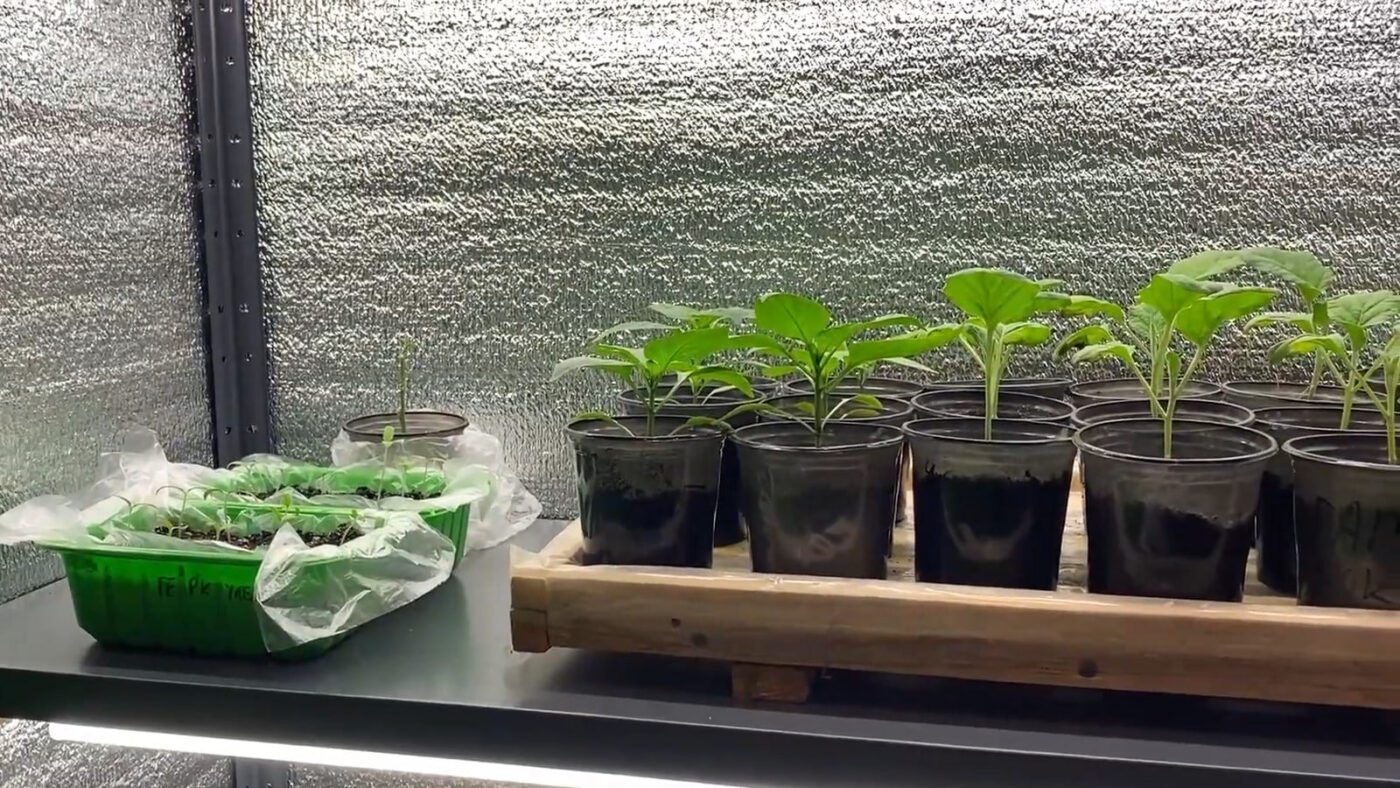 Фермери показали правила вирощування розсади