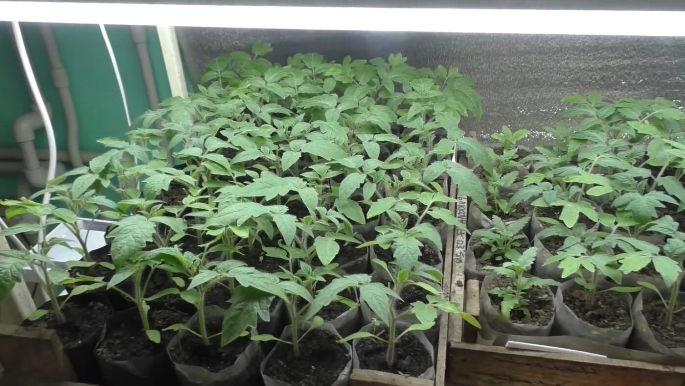 Агрономи пояснили, коли та чому не варто накривати посіви на розсаду плівкою