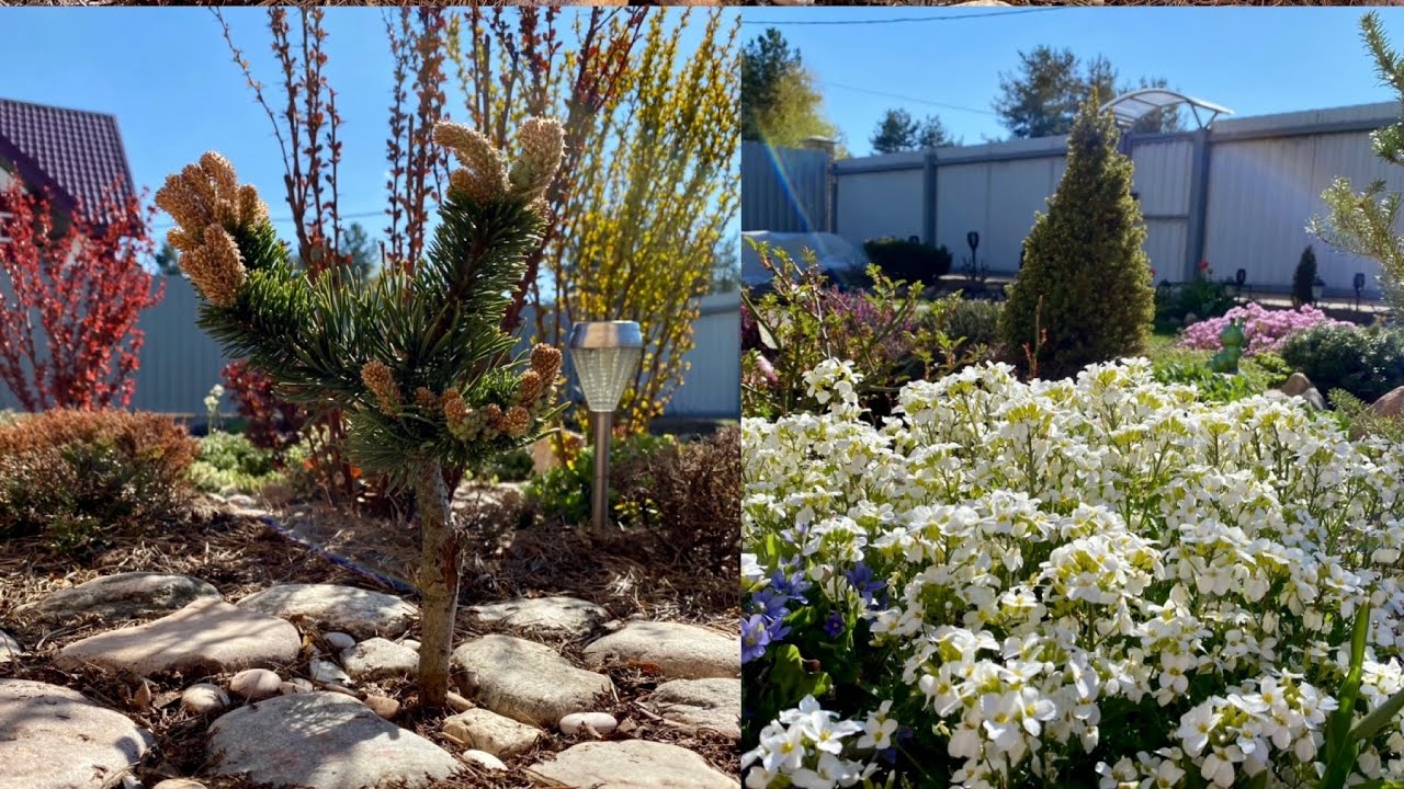 Експерти розповіли, яка рослина за народними прикметами допомагає жінкам стати мамою