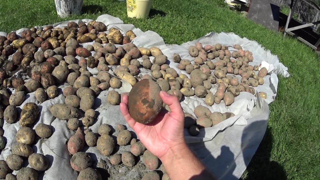 Експерти розповіли, яка проста процедура з картоплею допоможе покращити врожайність у рази