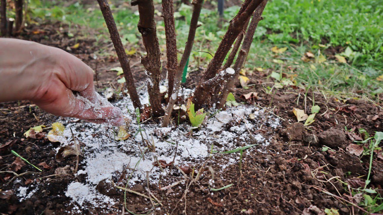 Садівники розповіли, як використовувати смородину для покращення врожайності смородини