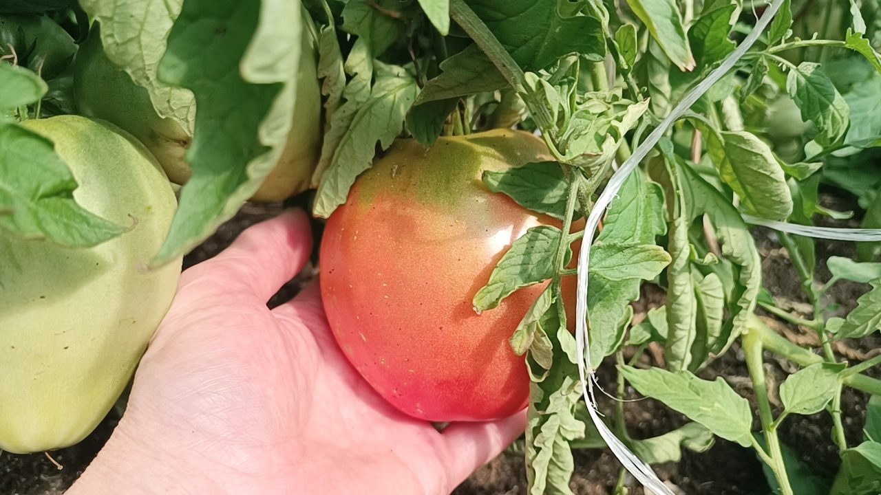 Городники назвали найкращі сорти помідорів, які мають високу стійкість до поганої погоди