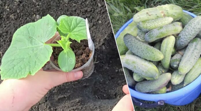 Перед посадкою огірків роблю 1 обов’язкову дію: так зав’язі не опадають навіть у максимально вологе літо Яка дія допоможе захистити огіркові кущі від морозу