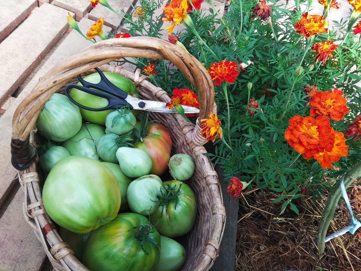 Городники розповіли, які сорти томатів стійкі до холодної погоди та дають стабільний урожай