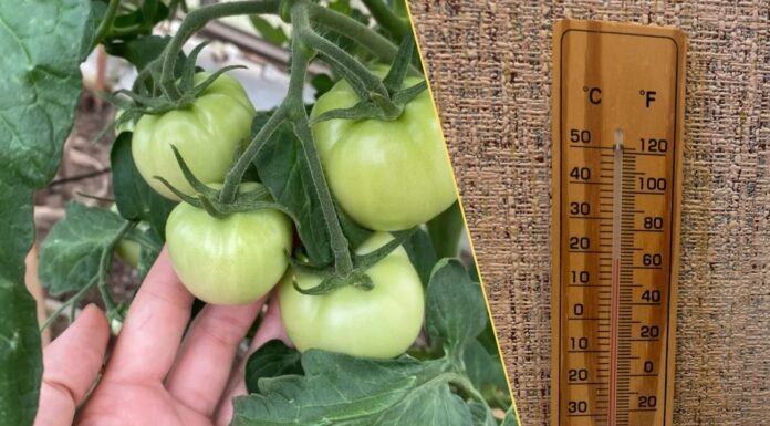 Які сорти помідорів стійкі до непогоди