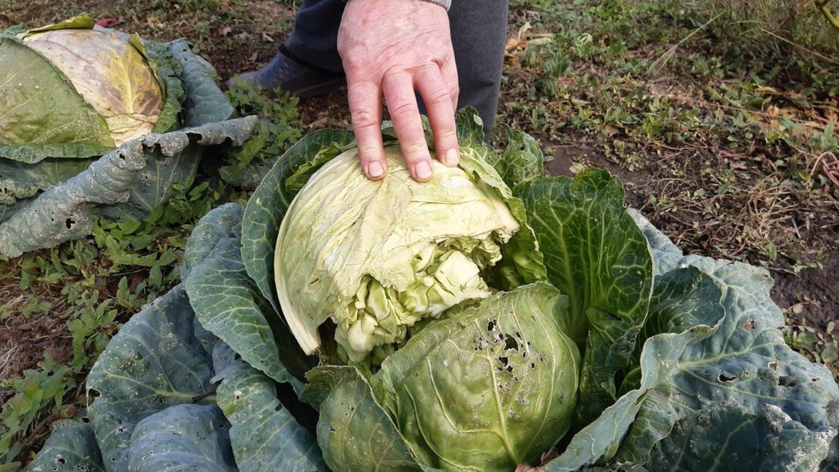 Городники розповіли, як правильно поливати капусту на грядці, аби вона не розтріскувалась