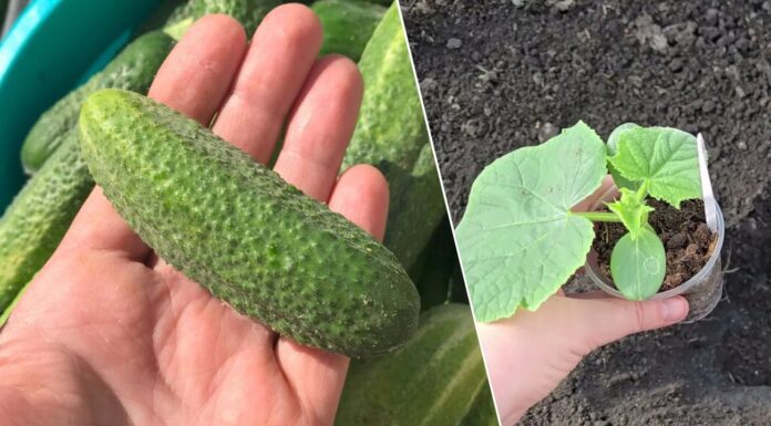 Весна 2026 в Україні буде холодна: 5 сортів огірків, які не бояться холоду, морозу та перепадів температури Які сорти огірків дають найкращий урожай