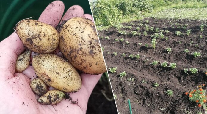 Мій новий сусід — агроном: назвав 4 ознаки занадто ранньої посадки картоплі — + 1 спосіб, як виправити Як зрозуміти, що ви посадили картоплю рано