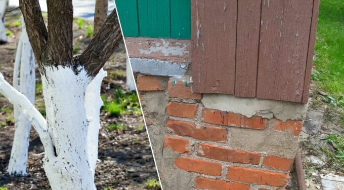 Які дерева не можна садити біля будинку