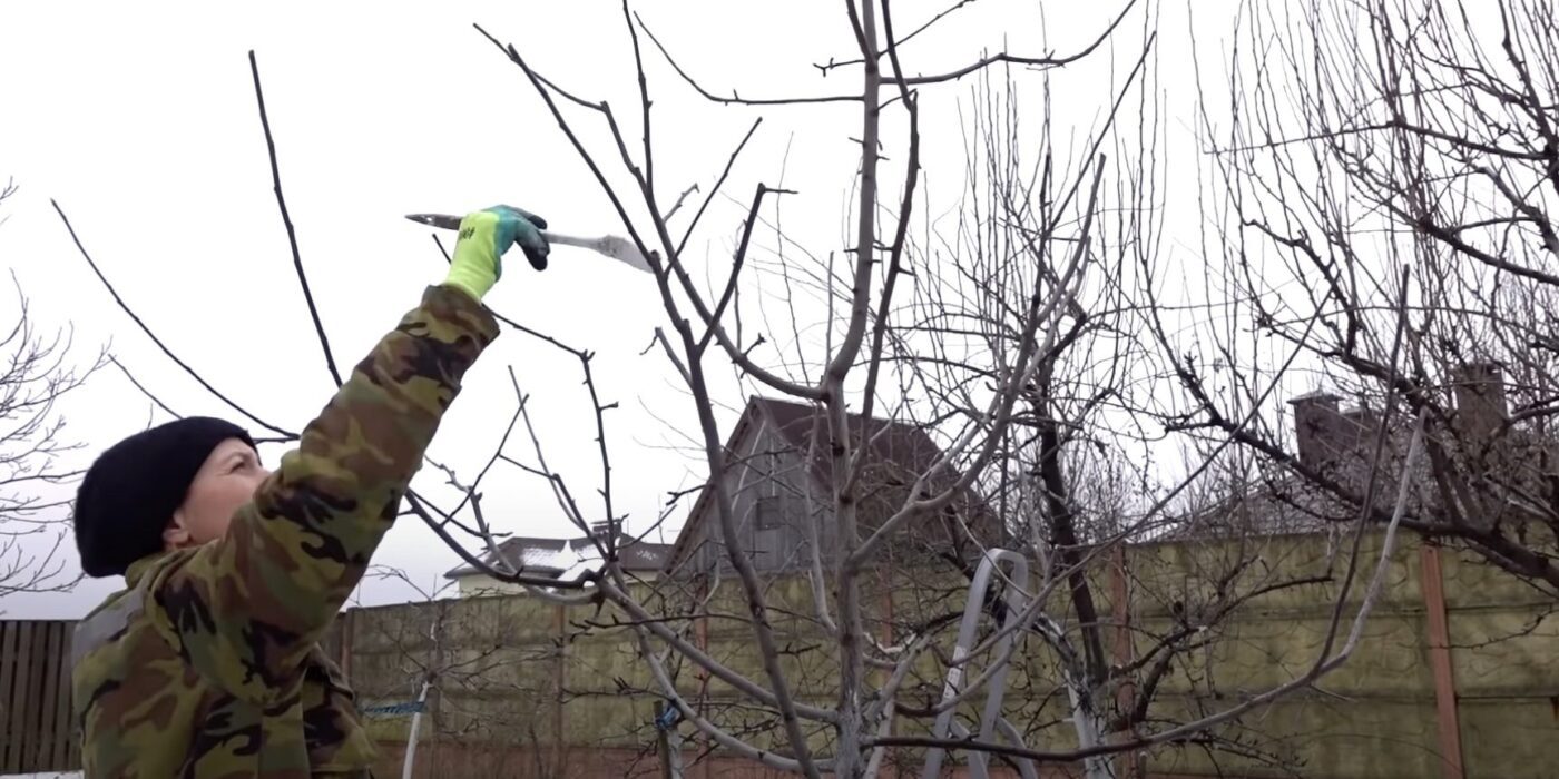 Експерти розповіли, які дерева не можна обрізати у березні, аби врожайність була на висоті