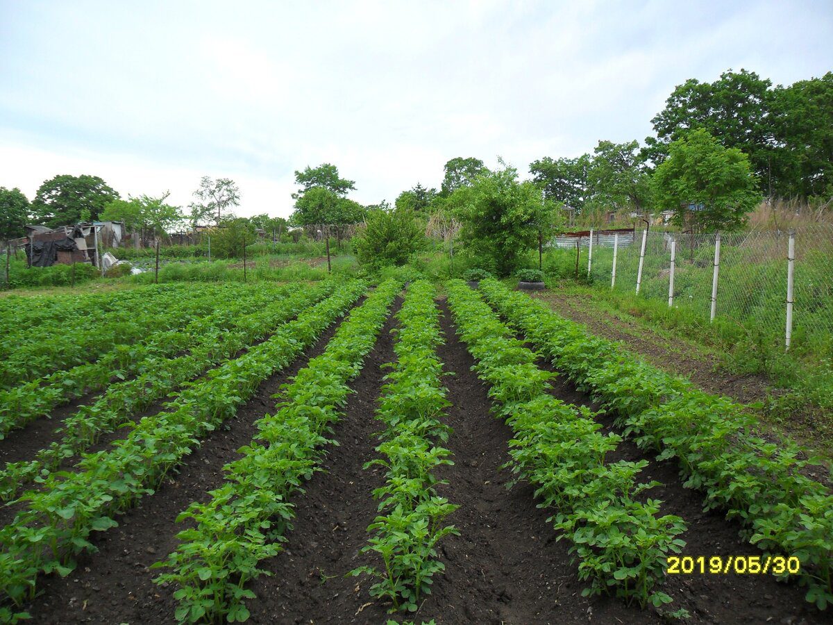 Садівники розповіли, які культури краще не сіяти у квітні, аби вони не замерзли в холодну весну
