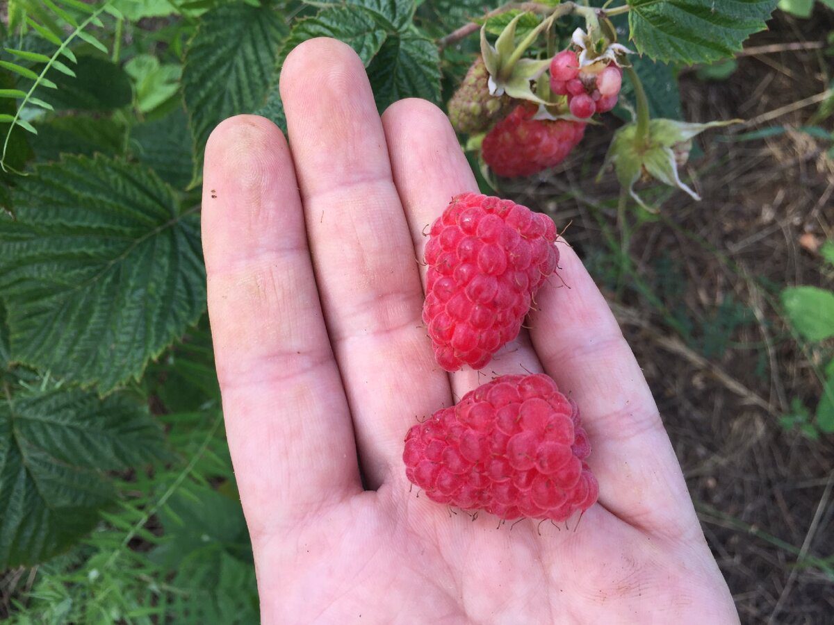 Експерти порадили просте добриво для підживлення малини в березні для солодких ягід
