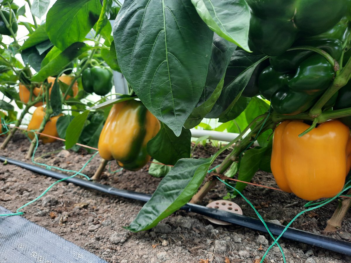 Експерти розповіли, як обробити ґрунт від попелиці перед посадкою розсади болгарського перцю