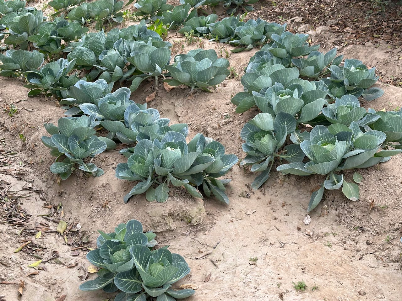 Експерти розповіли, які популярні рослини приваблюють багато шкідників на вашу ділянку