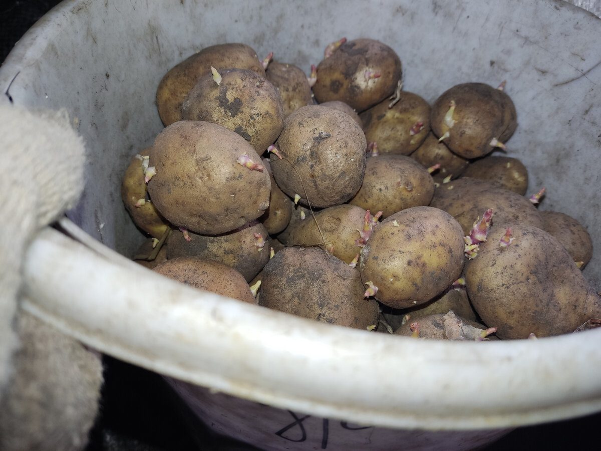 Садівники розповіли, які культури краще не сіяти у квітні, аби вони не замерзли в холодну весну