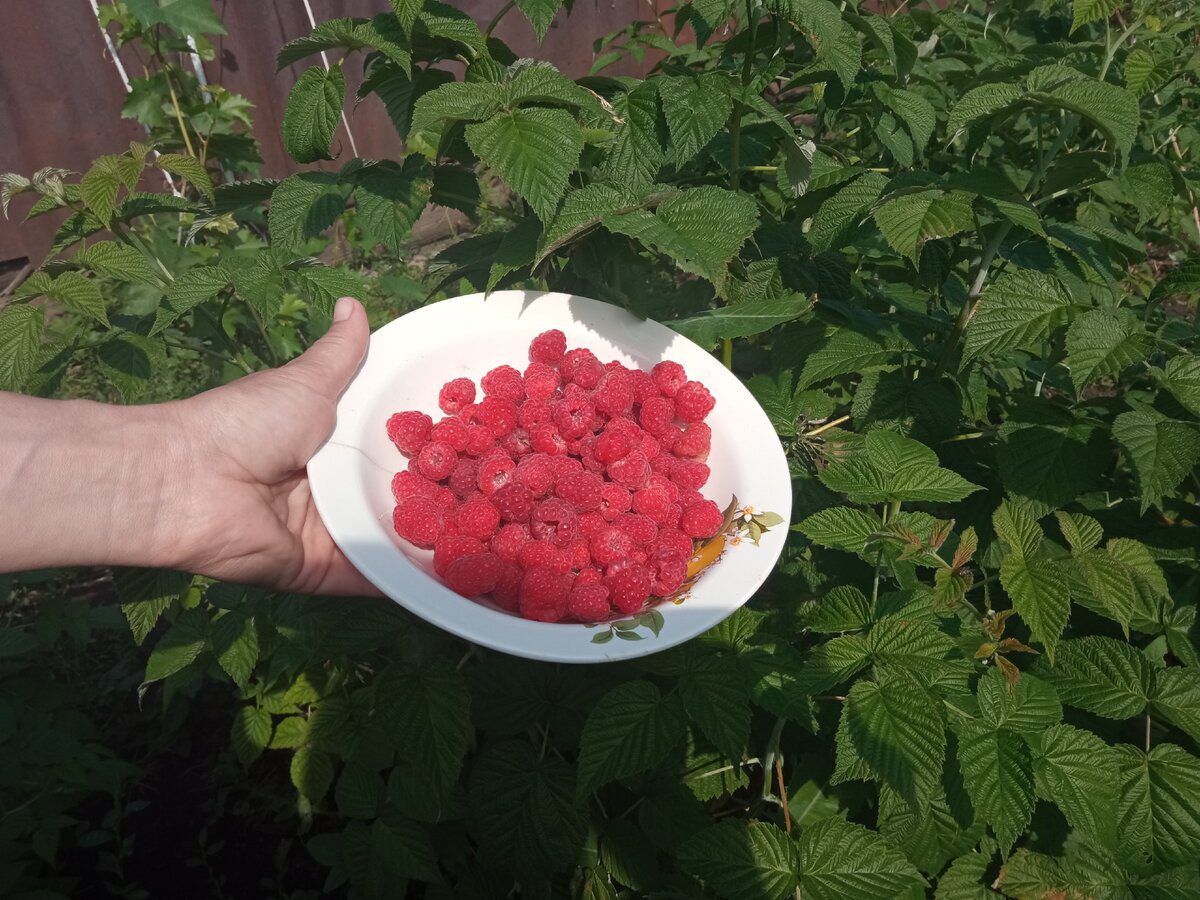 Експерти порадили просте добриво для підживлення малини в березні для солодких ягід