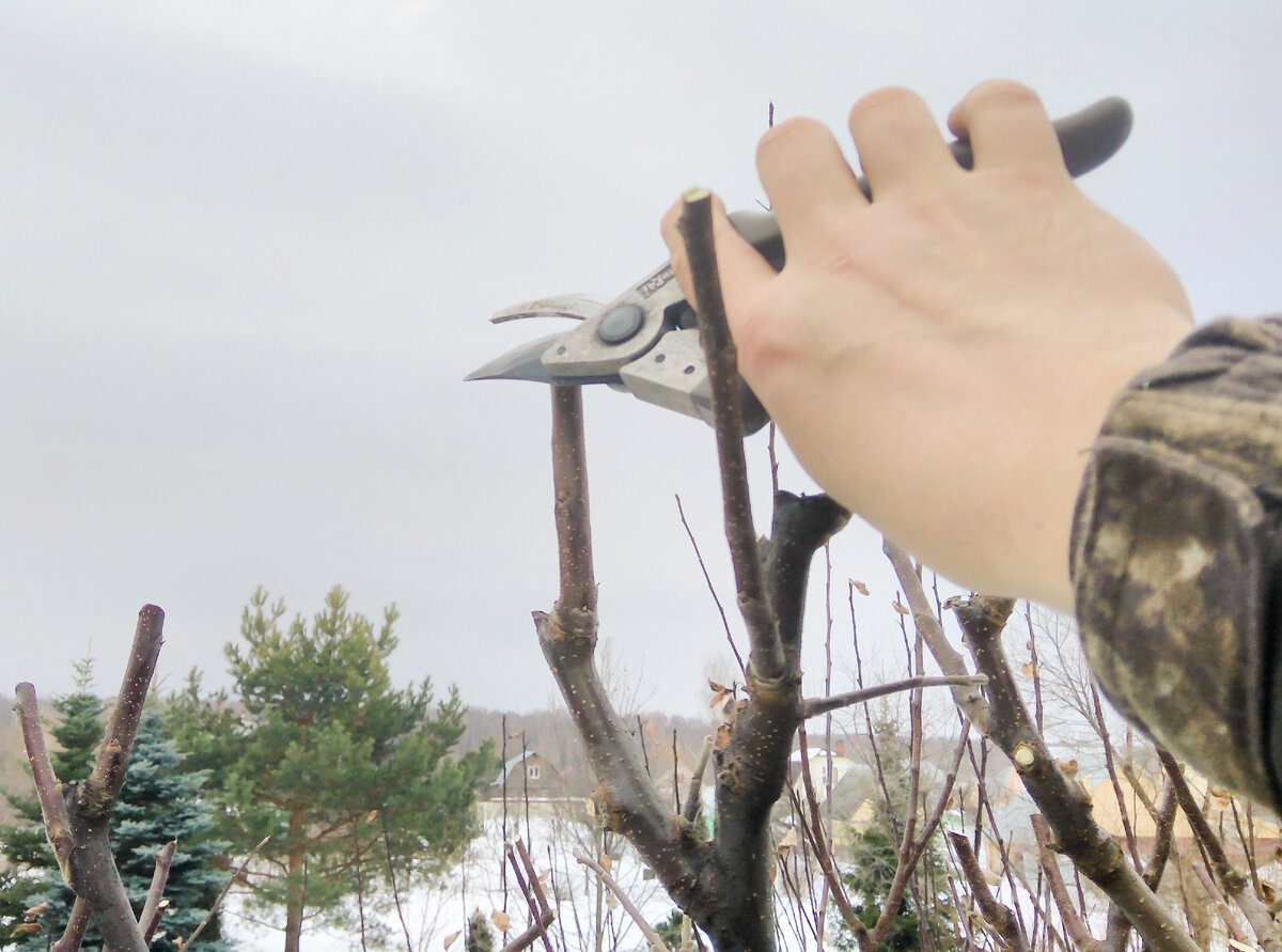 Експерти розповіли, які дерева не можна обрізати у березні, аби врожайність була на висоті