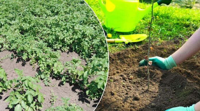 У 2026 році весна буде “затяжною”: 4 культури, які не можна сіяти раніше середини квітня, аби не замерзли Які рослини не можна сіяти у квітні