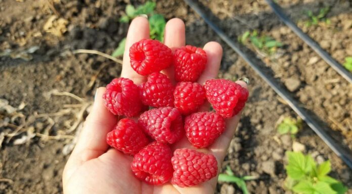 Кидаю рівно по 2 ложки під малину у березні — і ягоди стають удвічі більші: солодкі, соковиті, красиві Як підгодувати малину для високої врожайності
