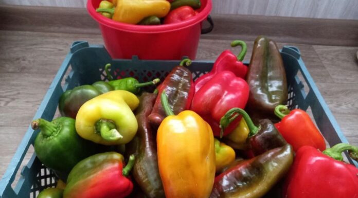 Перед висадкою перцю роблю 1 обробку ґрунту — і попелиця не з’являється все літо: +3 кг до врожаю Як захистити болгарський перець від попелиці