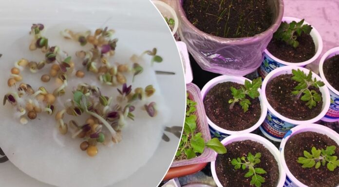 Як покращити ріст розсади