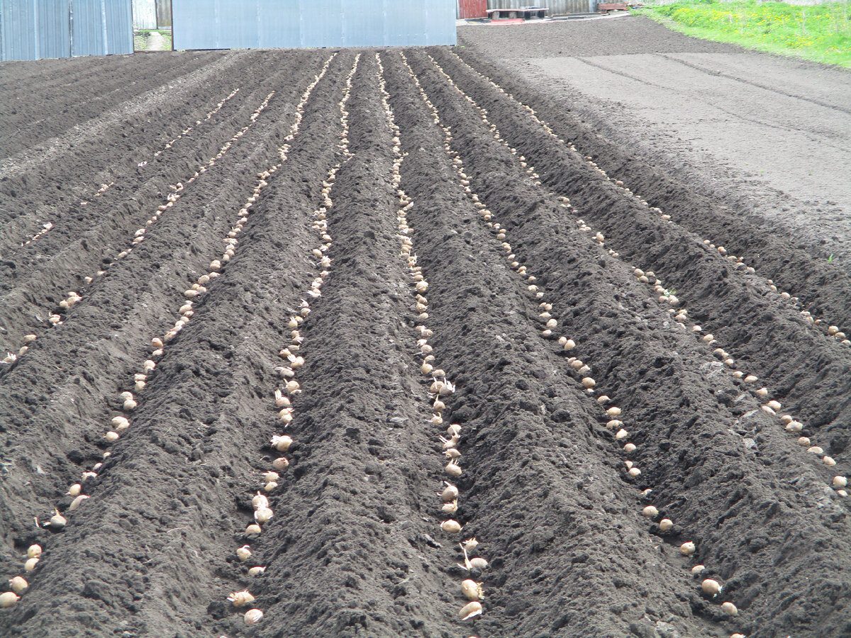 Експерти порадили, як правильно садити картоплю, аби врожайність була висока і не було гнилі