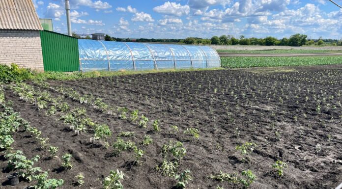 Вчені попередили: цей 1 популярний овоч накопичує нітрати швидше за інші — будьте обережні Які овочі швидко накопичують у собі нітрати