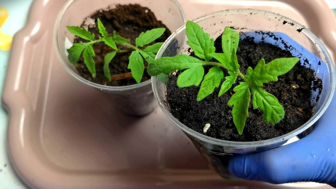 Садівники розповіли, як вирощувати кремезну розсаду без витягування за допомогою простого добрива